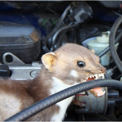 Plašič kún a hlodavcov 220-240V